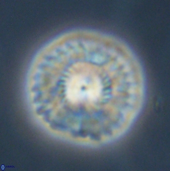 Senelia plevrotos 45313