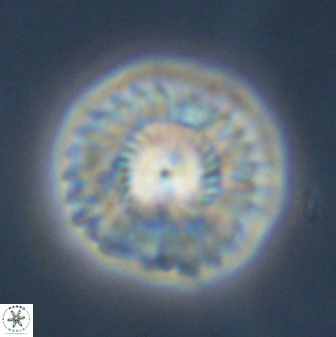 Senelia plevrotos 45313