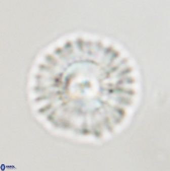 Senelia plevrotos 45314