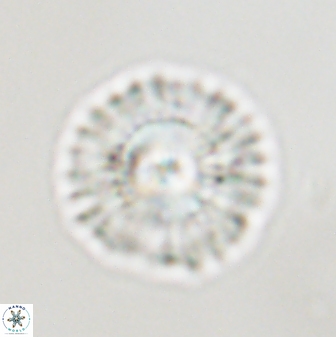 Senelia plevrotos 45314