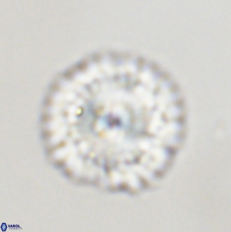 Senelia plevrotos 45315