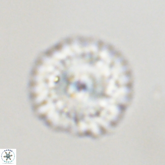 Senelia plevrotos 45315