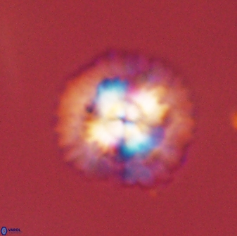 Senelia plevrotos 45317