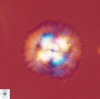 Senelia plevrotos 45317