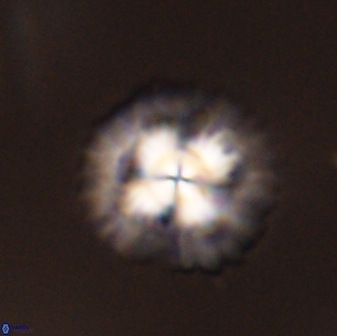 Senelia plevrotos 45319