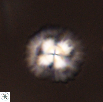 Senelia plevrotos 45319