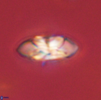 Senelia plevrotos 45323