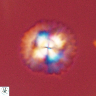 Senelia plevrotos 45326