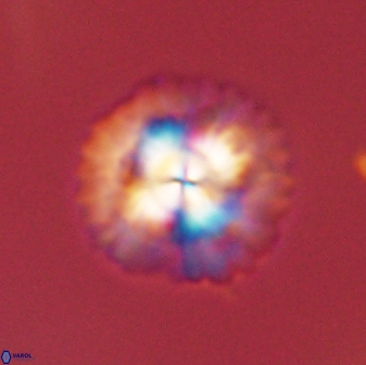 Senelia plevrotos 45320