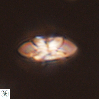 Senelia plevrotos 45326