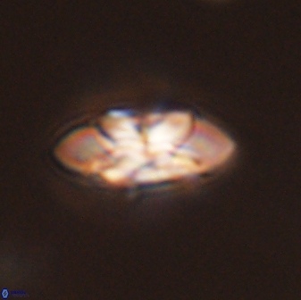 Senelia plevrotos 45322