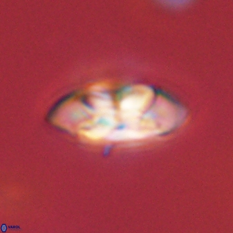 Senelia plevrotos 45324