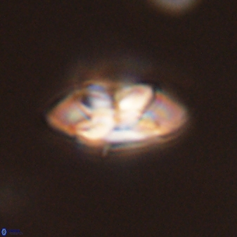 Senelia plevrotos 45325