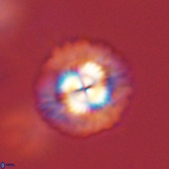 Senelia plevrotos 45327