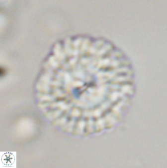 Senelia plevrotos 45328