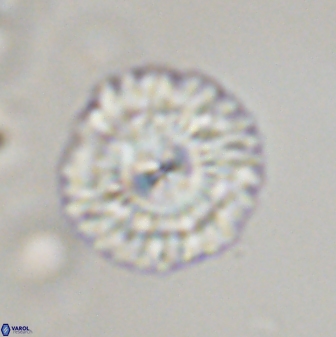 Senelia plevrotos 45329