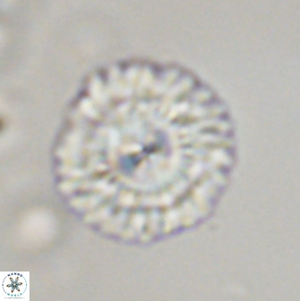 Senelia plevrotos 45329
