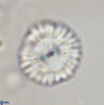 Senelia plevrotos 45330