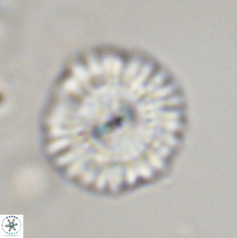 Senelia plevrotos 45330