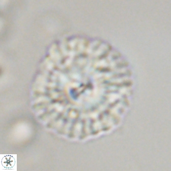 Senelia plevrotos 45331