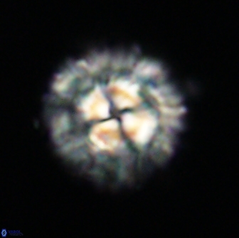 Senelia plevrotos 64491