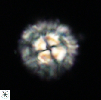 Senelia plevrotos 64491