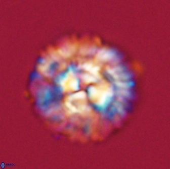 Senelia plevrotos 64492