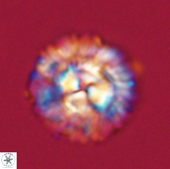 Senelia plevrotos 64492