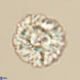 Senelia plevrotos 64493