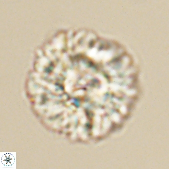 Senelia plevrotos 64493