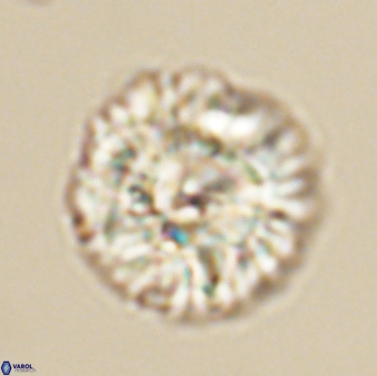 Senelia plevrotos 64494