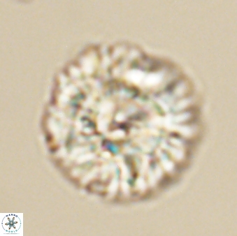 Senelia plevrotos 64494