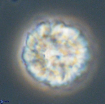 Senelia plevrotos 64495