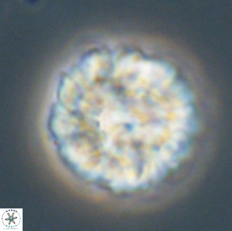 Senelia plevrotos 64495
