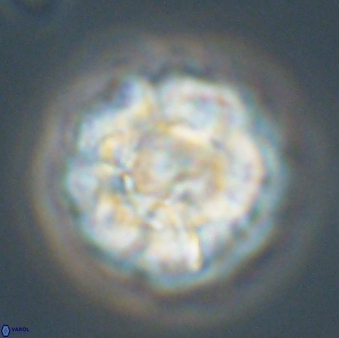 Senelia plevrotos 64496