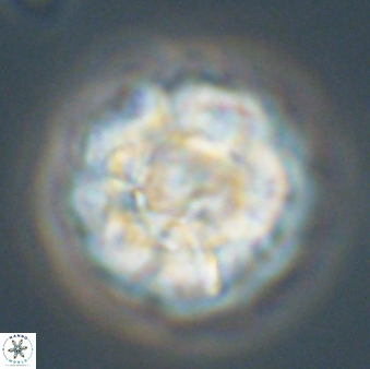 Senelia plevrotos 64496