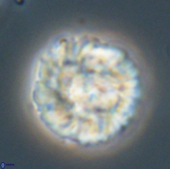 Senelia plevrotos 64497