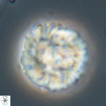 Senelia plevrotos 64497