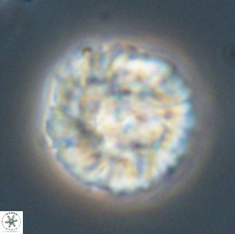 Senelia plevrotos 64498