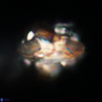 Senelia plevrotos 64500