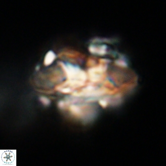 Senelia plevrotos 64500