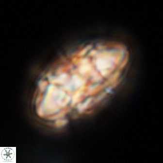 Senelia plevrotos 64501