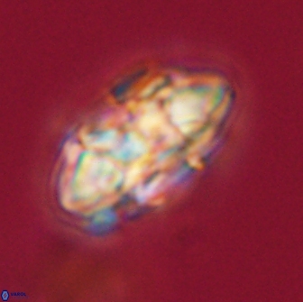 Senelia plevrotos 64502