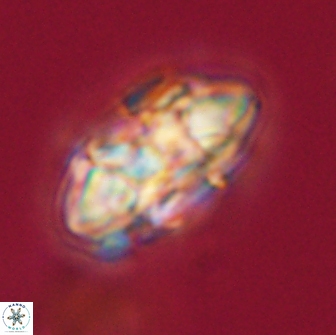 Senelia plevrotos 64502