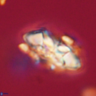 Senelia plevrotos 64504