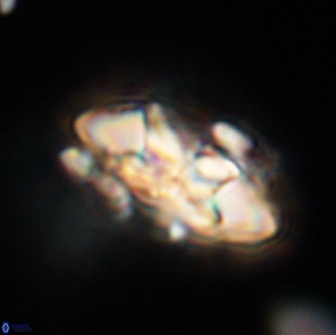 Senelia plevrotos 64505