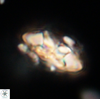 Senelia plevrotos 64505