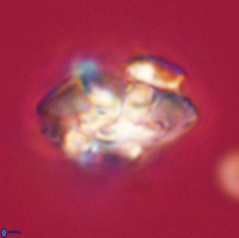 Senelia plevrotos 64507