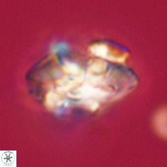 Senelia plevrotos 64507