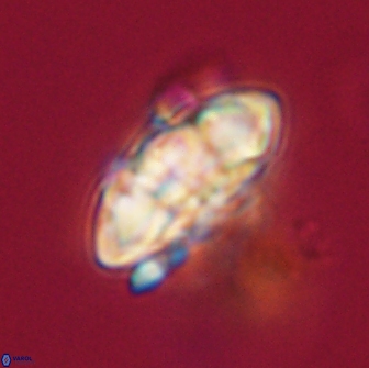 Senelia plevrotos 64510